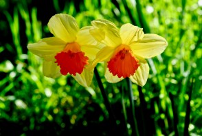 dscf5264