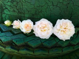 rose-buds-opening